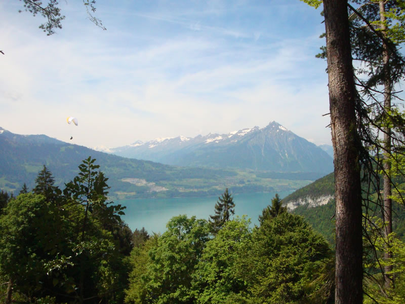 Naturbestattung in der Schweiz